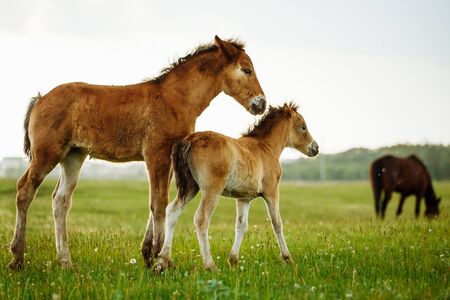 Two brown foals graze in the pasture. In the summer day on the green field.の写真素材