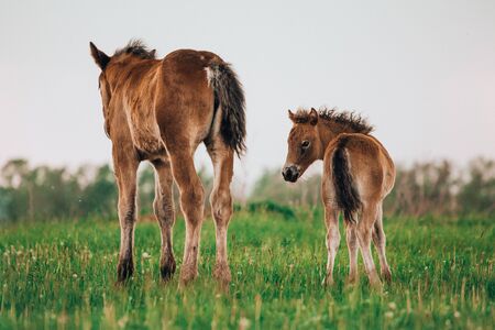Two brown foals graze in the pasture. In the summer day on the green field.の写真素材