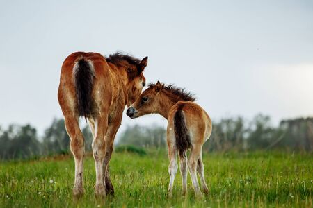 Two brown foals graze in the pasture. In the summer day on the green field.の写真素材