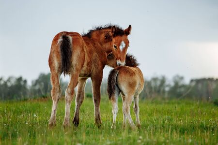 Two little foal scratching each other in a meadow, summer timeの写真素材