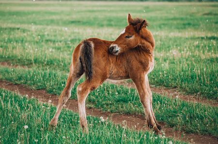 Two foals playing together on the maedow. Summer timeの写真素材