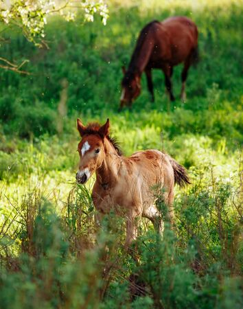 Two brown foals graze in the pasture. In the summer day on the green field.の写真素材