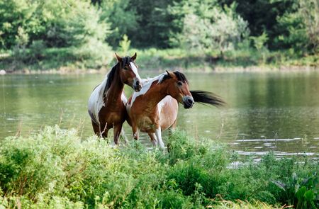 horse and foal came to the river to drink waterの写真素材