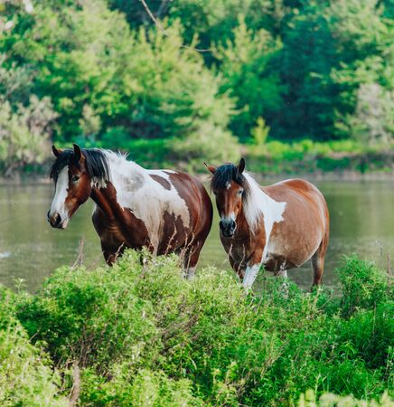 horse and foal came to the river to drink waterの写真素材