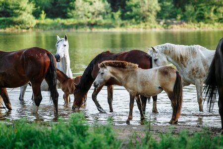 horse and foal came to the river to drink waterの写真素材