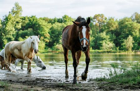 horse and foal came to the river to drink waterの写真素材