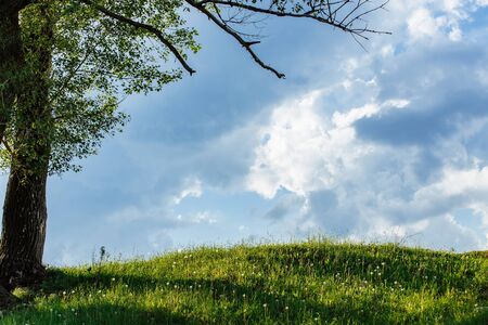 Spring meadow with big tree with fresh green leaves and cloudsの写真素材