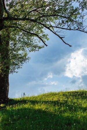 Spring meadow with big tree with fresh green leaves and cloudsの写真素材