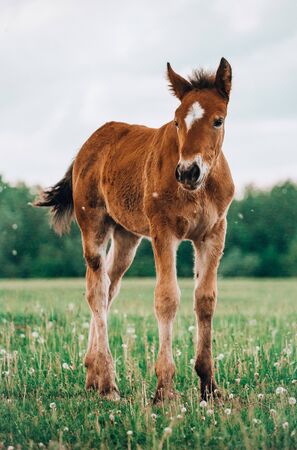 young foal standing in a blooming field of yellow wild flowersの写真素材
