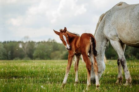 foal and mare horses white and brown in the meadow in summer timeの写真素材