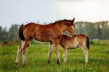 Two brown foals graze in the pasture. In the summer day on the green field.の写真素材