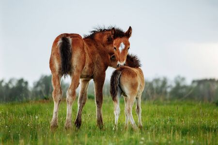 Two little foal scratching each other in a meadow, summer timeの写真素材