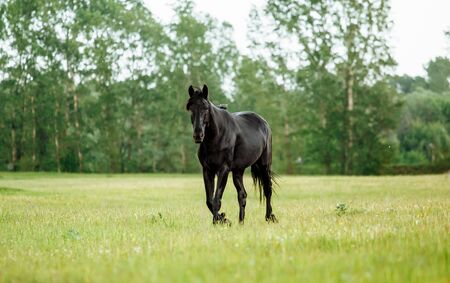 Black horse trotting on flower spring meadowの写真素材