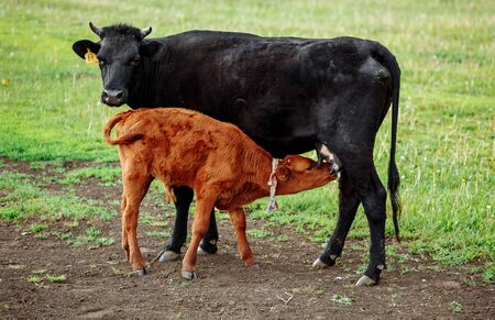 Brown with white calf drinking milk from mother cow in green meadowの写真素材