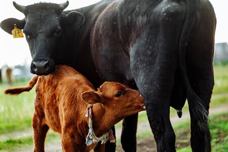 Cute brown calf drinking from his mother udder on green grassの写真素材