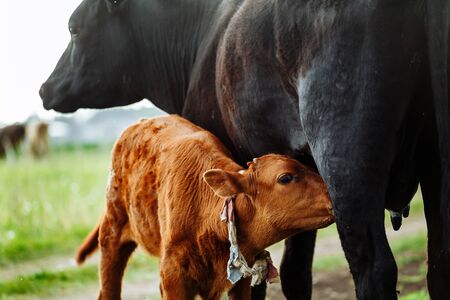 Brown with white calf drinking milk from mother cow in green meadowの写真素材