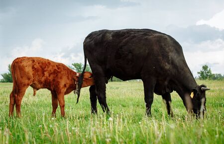 Cute brown calf drinking from his mother udder on green grassの写真素材