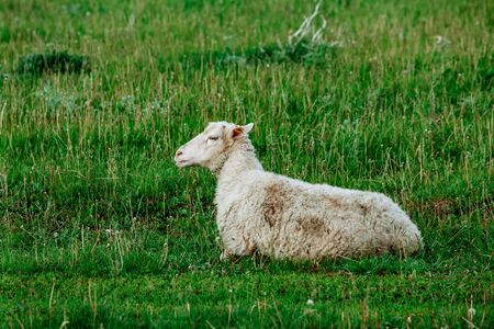 Sheeps in a meadow on green grass fieldの写真素材