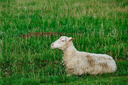 Sheeps in a meadow on green grass fieldの写真素材