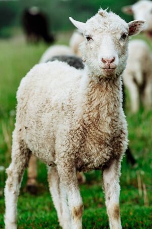 Sheeps in a meadow on green grass fieldの写真素材