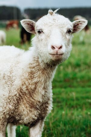 Sheeps in a meadow on green grass fieldの写真素材