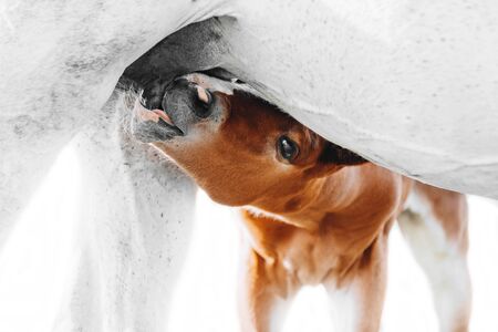 a young cute brown foal is drinking milk at the mother's udder, photo isolated on whiteの写真素材