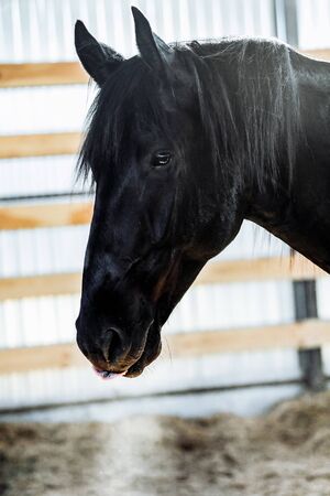 Portrait closeup of a young black horse indoor. Horsemanship trainingの写真素材