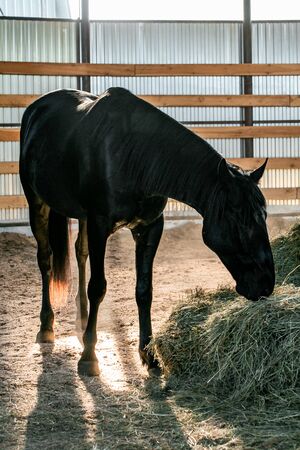 Portrait closeup of a young black horse indoor. Horsemanship trainingの写真素材