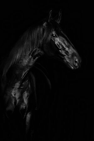 Portrait of a beautiful black horse on the black background.の写真素材