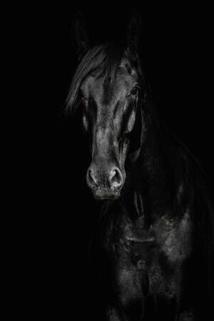 Portrait of a beautiful black horse on the black background.の写真素材