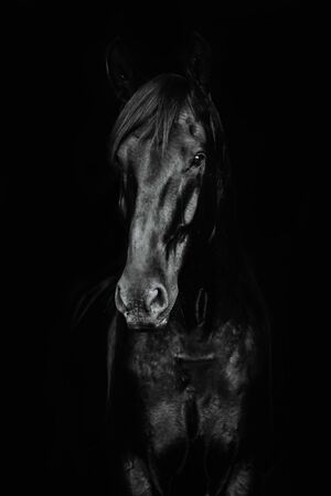 Portrait of a beautiful black horse on the black background.の写真素材