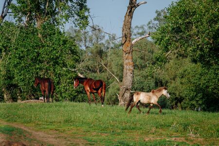 Wild horses range the meadow. Summer timeの写真素材