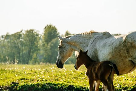 Gray mare standing with foal in summer fieldの写真素材