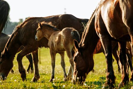 Wild horses range the meadow. Summer timeの写真素材