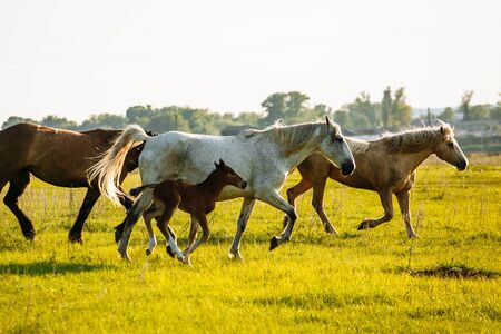 Herd of Horses Back to the Pasture in the Countryside. Herd. Evening. Russiaの写真素材
