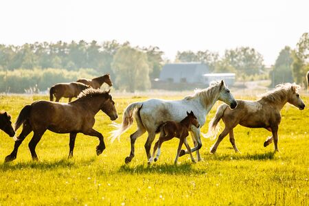 Herd of Horses Back to the Pasture in the Countryside. Herd. Evening. Russiaの写真素材
