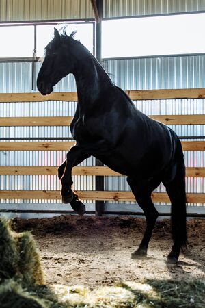 Portrait closeup of a young black horse indoor. Horsemanship trainingの写真素材