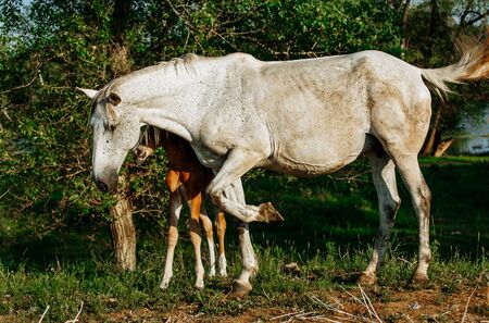 Gray mare standing with foal in summer fieldの写真素材