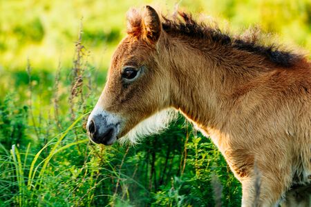 Cute shetland foal walking through the meadow, exploring the world. Magic forestの写真素材