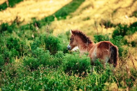 Cute shetland foal walking through the meadow, exploring the world. Magic forestの写真素材