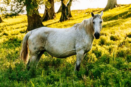 portrait of grey trotter horse standing in forest. background of autumn colorful forest.の写真素材