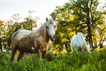 Wild horses range the meadow. Summer timeの写真素材