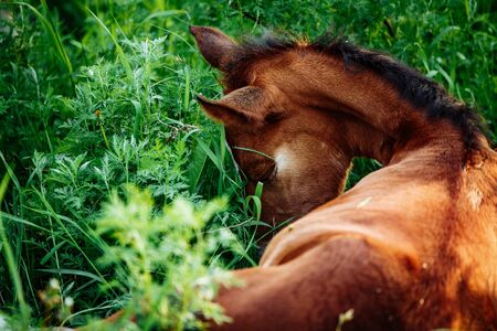 Horse foal lying on green grass. Horse colt in nature. Cute horse foal viewの写真素材