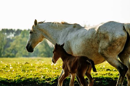Gray mare standing with foal in summer fieldの写真素材