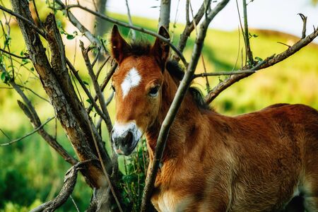 Brown Horse in the forest, scratching head using a log. Horse has a thick coat of fur.の写真素材
