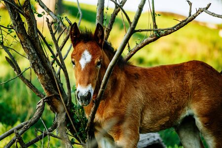 Brown Horse in the forest, scratching head using a log. Horse has a thick coat of fur.の写真素材