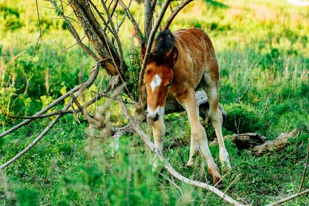 Brown Horse in the forest, scratching head using a log. Horse has a thick coat of fur.の写真素材