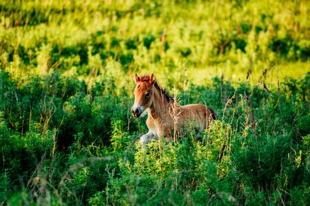 Cute shetland foal walking through the meadow, exploring the world. Magic forestの写真素材