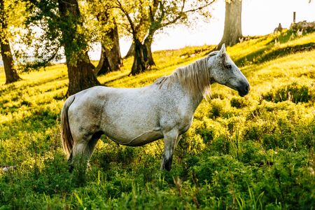 portrait of grey trotter horse standing in forest. background of autumn colorful forest.の写真素材