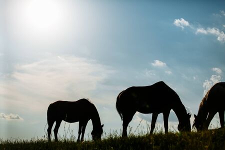 silhouette of three horses grazing in a field at sunrise.の写真素材